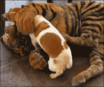 动物  狗 玩耍 咬 咀嚼玩具