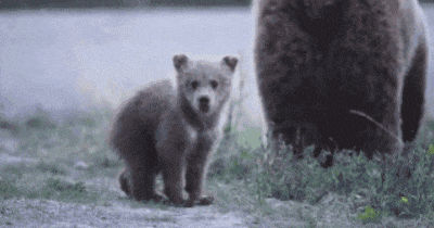 大熊 可爱 保护动物 草地