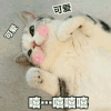 猫咪 可爱 打滚 萌萌哒