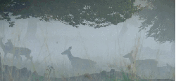 唯美 奔跑 扁角鹿 神话的森林 纪录片 迷雾