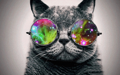 猫咪 眼镜 酷帅 闪耀