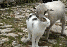 猫咪 小羊 抱抱 搞笑