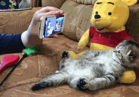 猫咪 沙发 看手机 呆萌