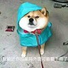 狗狗 雨衣 我能送你回家吗 外面可能要下雨了 恶搞