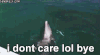 海豚 dolphin 奇葩 游泳