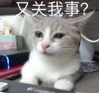 萌宠 喵星人 又关我事？ 关我什么事情 无辜 憨憨