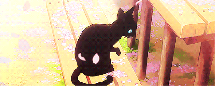 黑猫 落花 转头