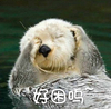 水獭 眯眼 动物 好困呜