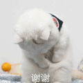 萌宠 猫星人 谢谢 感谢 呆萌 可爱