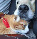 狗狗 猫咪 有爱 搞笑 可爱