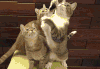 猫咪 可爱 打斗 萌宠
