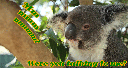 考拉 天然呆 萌萌哒 动物 koala