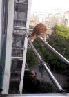 猫咪 喵星人 搞笑 可爱 淘气