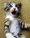猫咪 可爱 发呆 震惊