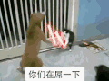 喵星人 打架 你们在屌一下 设计 卡通