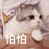 萌宠 喵星人 怕怕 害怕 卖萌 可爱