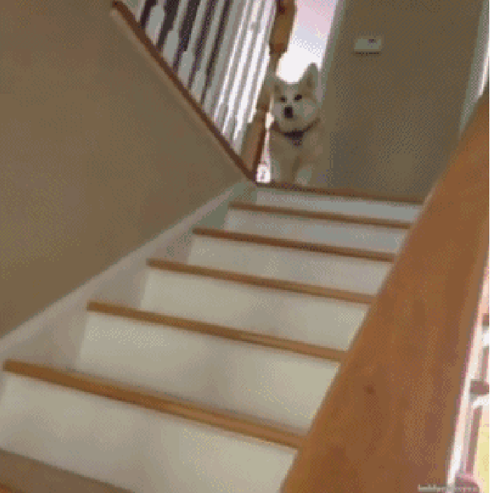 猫   楼梯   跑动   房间