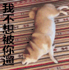 遛狗