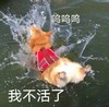 萌宠 汪星人 我不活了 呜呜呜 呆萌 可爱