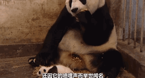 大熊猫 国宝 母子 玩游戏 温馨