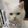 萌宠 猫星人 女人 今晚十点 搞怪 逗
