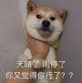 狗狗 掐脖子 天晴了 雨停了 你觉得你行了