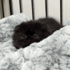 猫咪 喵星人 搞笑 黑色