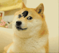 萌宠狗狗 眼神