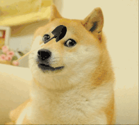 萌宠狗狗 眼神