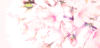 菁华浮梦 樱花 落叶 动漫