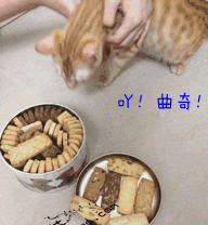 猫猫 可爱 饼干 我要吃