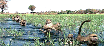猴子 跟随 游泳 河里