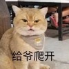 萌宠 猫星人 给爷爬开 生气 呆萌 可爱