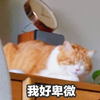 萌宠 猫星人 我好卑微 难受 呆萌 可爱