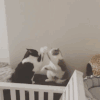 猫咪 玩耍 搞笑 可爱