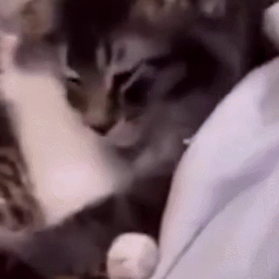 二哈 狗狗 汪星人 萌宠 可爱