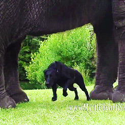 大象 小狗 高大 奔跑