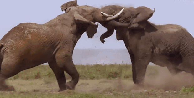 大象 大家 草地 保护动物