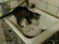 小小厨神  猫 萌 卡哇伊
