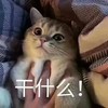 萌宠 猫星人 干什么 怎么了 呆萌 逗