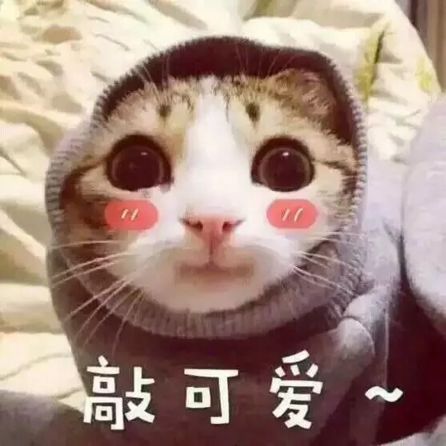 猫咪敲可爱脸红萌萌哒gif动图_动态图_表情包下载_soogif