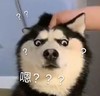 萌宠 汪星人 ？？？嗯哼 呆萌 可爱