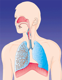 肺癌 吸烟 演示图