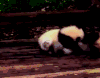 动物 萌宠 熊猫 搞笑 可爱