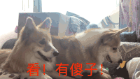 狗狗 搞笑 抬头 萌宠