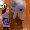 萌宠 猫咪 好奇