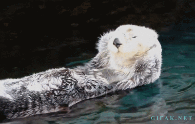 水獭 魔性 浮 otter