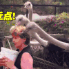 鸭子 可爱 卖萌 搞笑