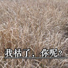 沙雕 环境 植物 枯了 你呢