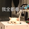 萌宠 猫星人 我全都看见了 呆萌 搞怪 逗